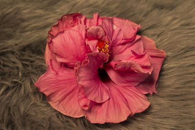 High angle view of pink rose flower