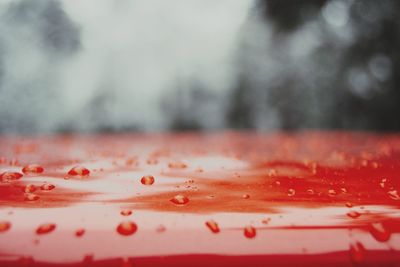 Close-up of red rose