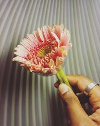 Close-up of hand holding flower