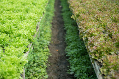 Plants growing in greenhouse