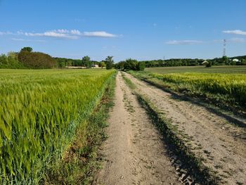 Scenic view of agricultural field against sky