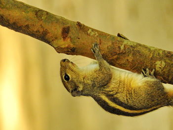 Close-up of squirrel hanging on branch