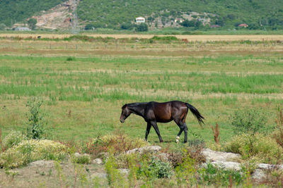 Side view of horse on landscape