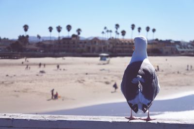 Seagull perching on a beach