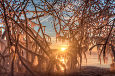 Sun shining through bare trees during winter