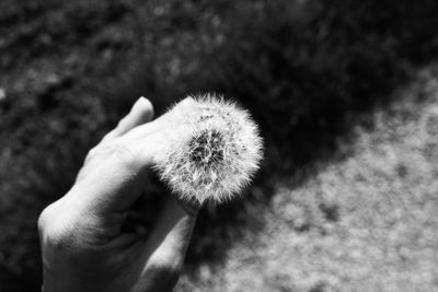 Close-up of hand holding flower against blurred background