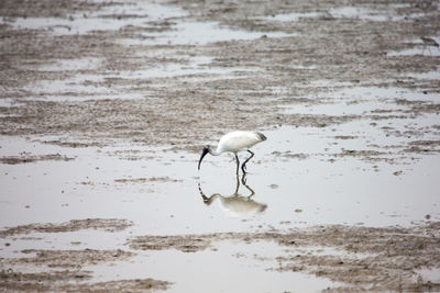 Bird on beach