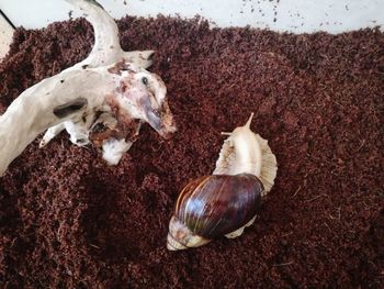 High angle view of crab