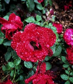 High angle view of red flowering plant