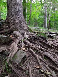 Trees in forest