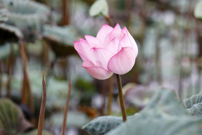 Close-up of pink water lily