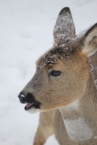 Close-up of deer on field during winter