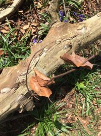 High angle view of tree stump in forest