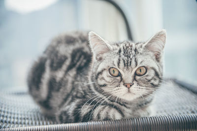 Close-up portrait of a cat