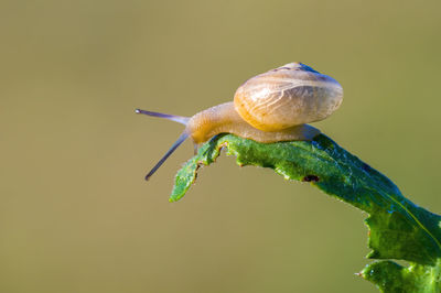 Close-up of snail