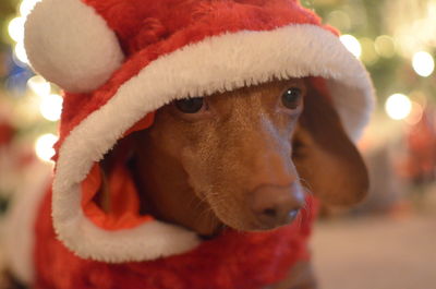 Close-up portrait of a dog