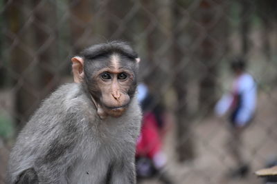 Portrait of monkey in zoo