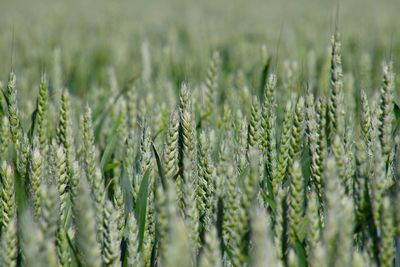 Full frame shot of green wheat field