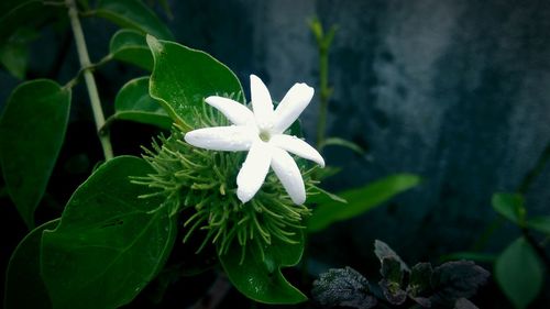 Close-up of white flowers