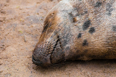 Close-up of an animal sleeping on land