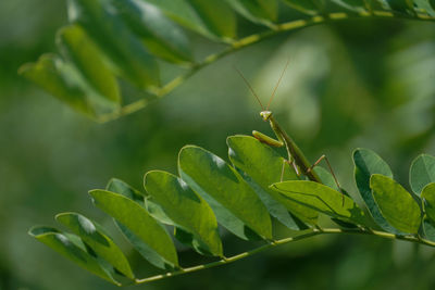 Close-up of insect on leaf