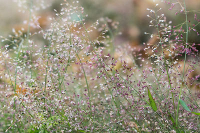 Close-up of plants