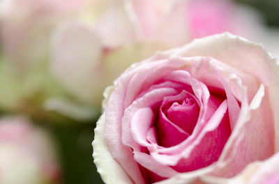 Close-up of pink rose blooming outdoors