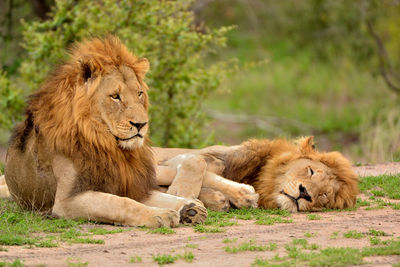 Lions relaxing on field