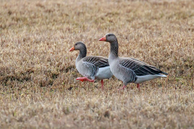 Side view of geese on field