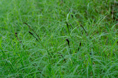 Full frame shot of grass on field