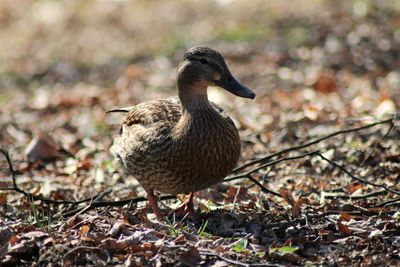 Close-up of bird perching on a land
