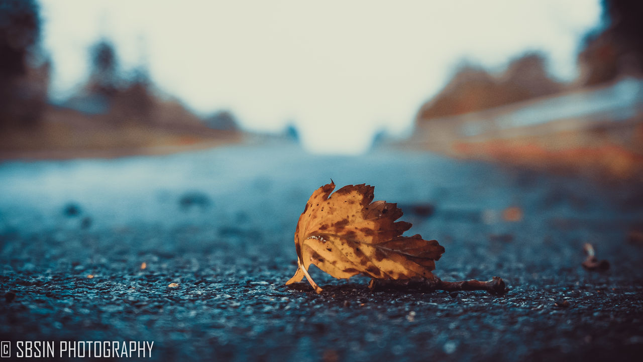 CLOSE-UP OF DRY LEAF ON AUTUMN