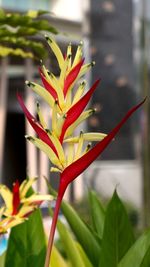 Close-up of flowering plant