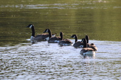 Canada geese family  swimming on lake