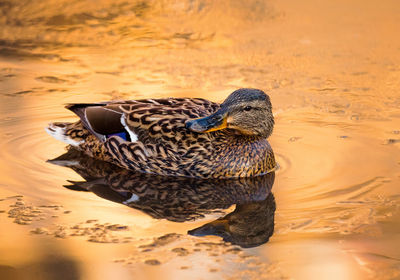 Close-up of a duck swimming in lake at sunset