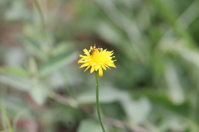 Close-up of yellow flowering plant