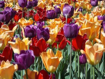 Close-up of multi colored tulips