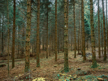 Pine trees in forest