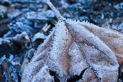 Close-up of frozen leaf during winter