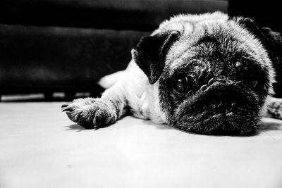 Close-up portrait of dog