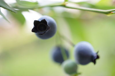 Close-up of blueberries growing on plant