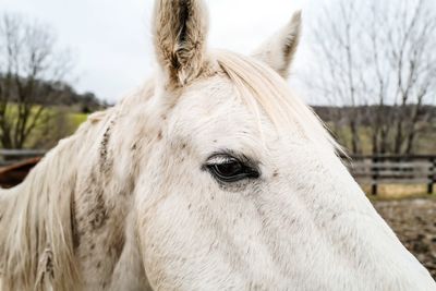 Close-up of a horse