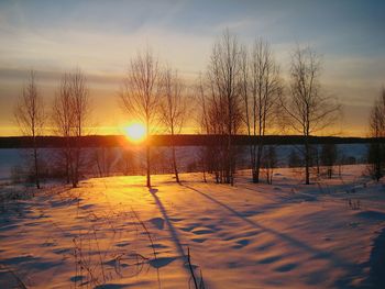 Sun shining through bare trees on snow covered field