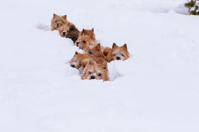 Small dogs walk in deep snow