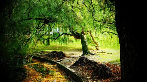 View of trees in forest