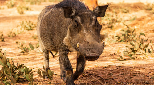 Portrait of wild pig