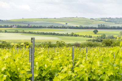 Scenic view of vineyard against sky