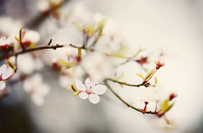 Close-up of plum blossoms blooming outdoors