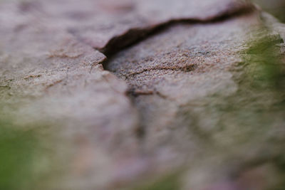 Close-up of dry leaves on wood