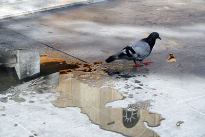 Birds perching on water